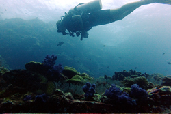 diver